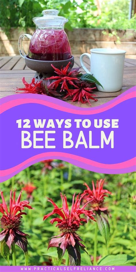 12 Ways to Use Bee Balm | Bee balm, Edible flowers recipes, The balm