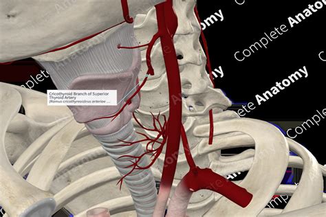 Cricothyroid Branch of Superior Thyroid Artery | Complete Anatomy