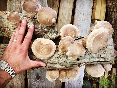 ONLINE Class! - Growing Mushrooms Outdoors (Shiitake, Oyster & Wine Ca – Tri Gable Lea Farm LLC