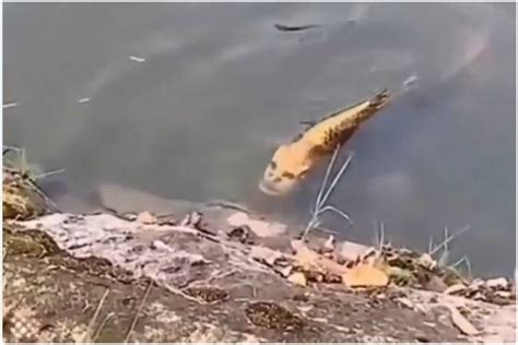 Video of fish with human face goes viral - The Statesman