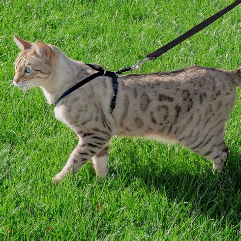 Cat Harness & Leash - Medium - Premier Pet