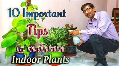 10 BEST TIPS To Maintain INDOOR PLANTS or HOUSE PLANTS. - Gardening Chronicle