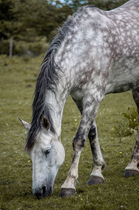 Photo of a Horse on a Grass Field · Free Stock Photo