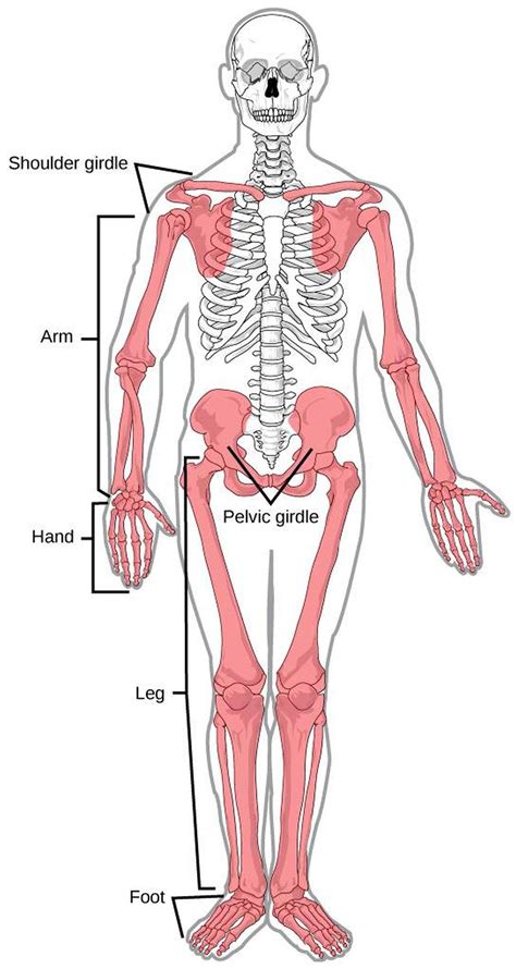 Pictures Of Appendicular SkeletonHealthiack