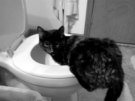 Cat Throwing Up White Foam, Lethargic, Not Eating: Reasons and What to Do to Stop the Vomiting ...