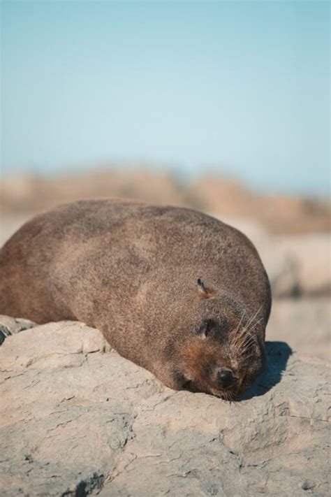 Where to See the Kaikoura Seal Colony - South Island New Zealand – We Seek Travel