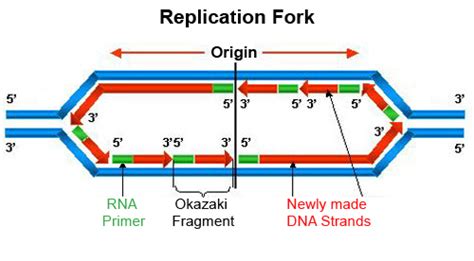 dna replication animation wiley : Biological Science Picture Directory – Pulpbits.net