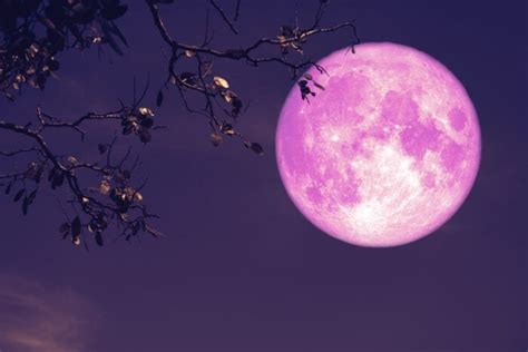 The 'Super Flower Moon' is The Last Full Supermoon in 2020. Here's How ...