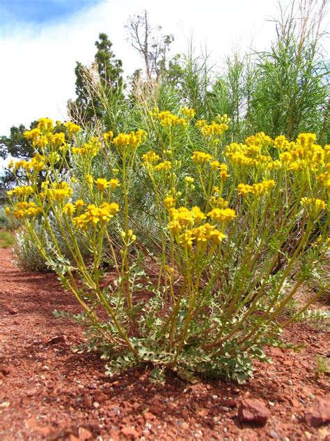 Yellow Desert Flowering Shrub Stock Image - Image of western, colorado: 72066133