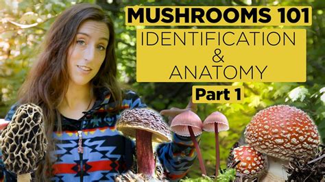 Mushrooms 101: Identification and Anatomy - Part 1 - YouTube