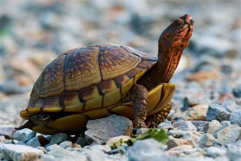 Shell Shocked: 10 Surprising Facts About Turtles – Urbaki Pets