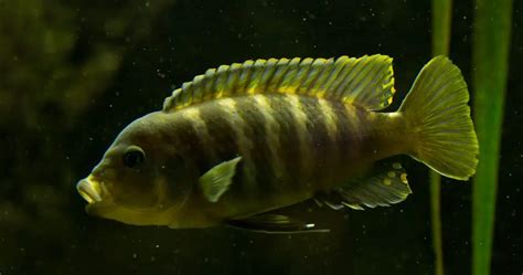 African Cichlid Fish Care Guide: Fact Sheet, Breeding, Behavior, & More