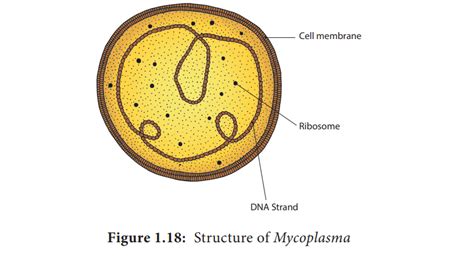 Mycoplasma or Mollicutes