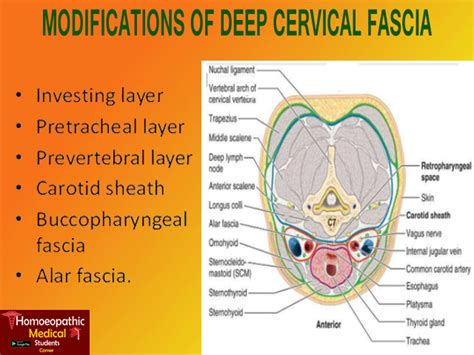 TOPIC- DEEP CERVICAL FASCIA