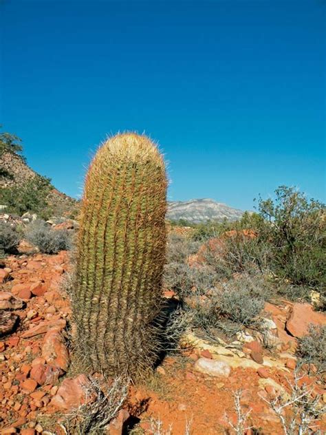 Barrel cactus | Description, Facts, & Species | Britannica