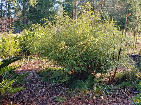 Bamboo: pruning clumping bamboos