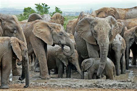 What to expect from Addo Elephant National Park self-drive Safari