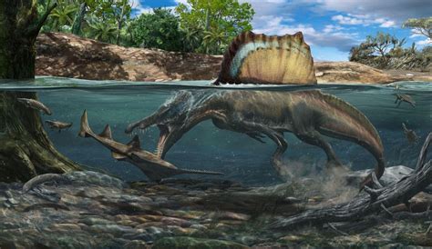 Dense bones allowed Spinosaurus to hunt underwater - Field Museum