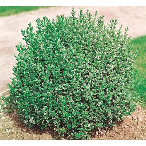 Shop 1.5-Gallon Korean Boxwood Foundation/Hedge Shrub (L5166) at Lowes.com