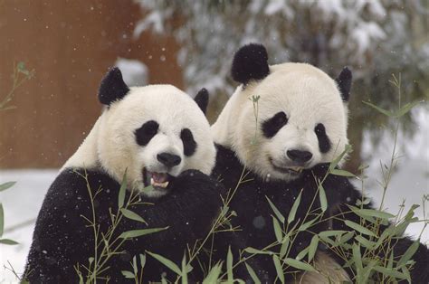 Smithsonian’s National Zoo and Conservation Biology Institute Extends Giant Panda Agreement ...