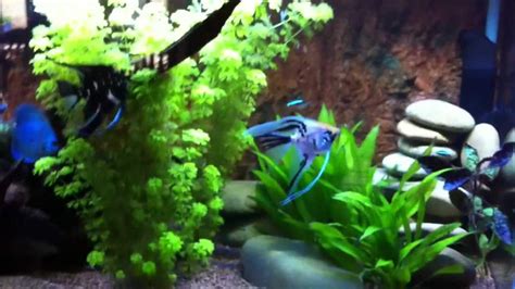 Angelfish Breeding in Community Tank - Part 1 - Day 3 after laying - YouTube