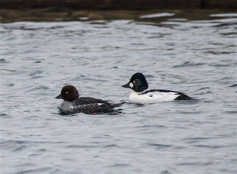 A Female and Male Common Goldeneyes Stock Photo - Image of group, small: 166898482