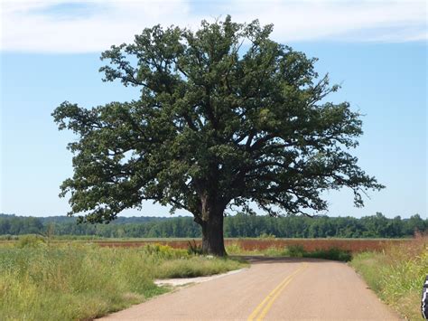 Missouri's oldest tree on the Katy Trail | Katy trail, Burr oak, Tree