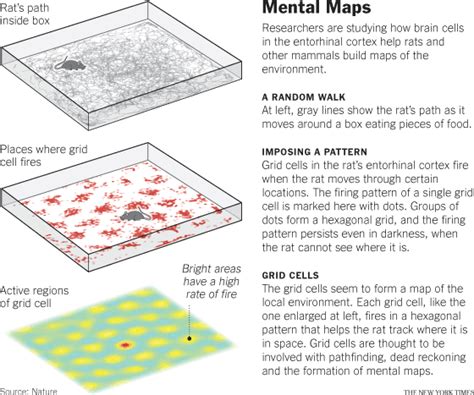 How Grid Cells in Brain Help Map Out Space - NYTimes.com