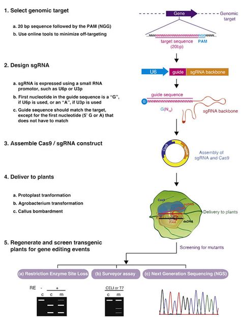 Gene Knockout Services with CRISPR/CAS9 Technology - Lifeasible