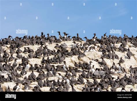 Guillemot colonies nesting on sea cliffs in the UK Stock Photo - Alamy