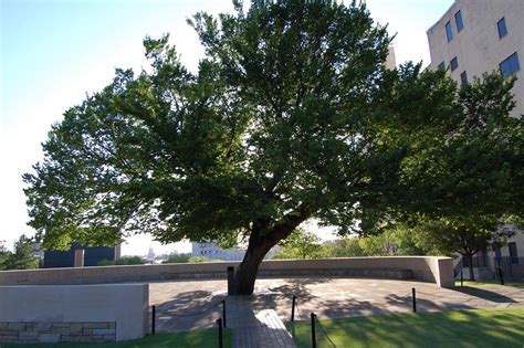 .::xxxmurphy::.: Survivor Tree Oklahoma City Memorial