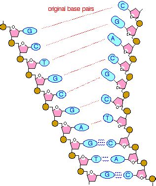 Simple Dna Replication Animation