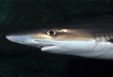 School Shark | Galeorhinus Galeus | Shark Database