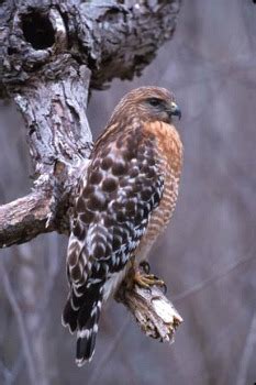 Red-shouldered Hawk - Photos, facts, and identification tips