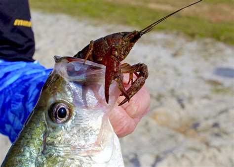 Louisiana Sportsman