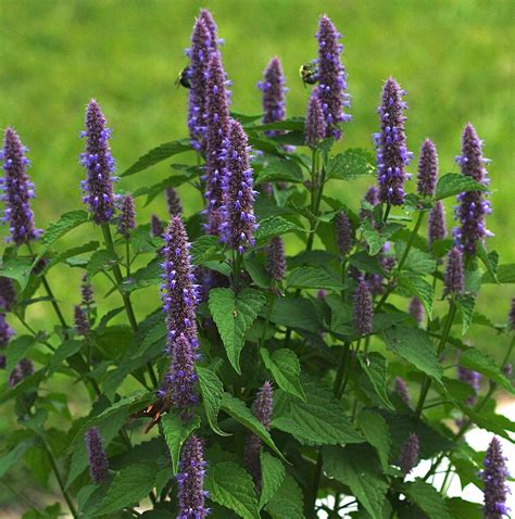 Anise Hyssop – Hardy Seeds