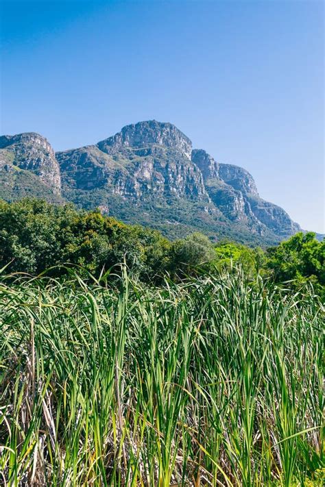 Kirstenbosch Botanical Garden Grass and Mountains View in Cape Town Stock Photo - Image of ...