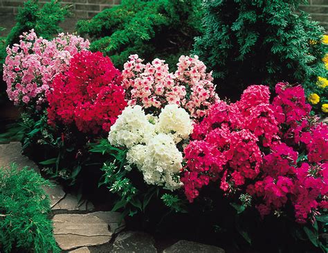 Phlox paniculata Mixed | Parkers Wholesale