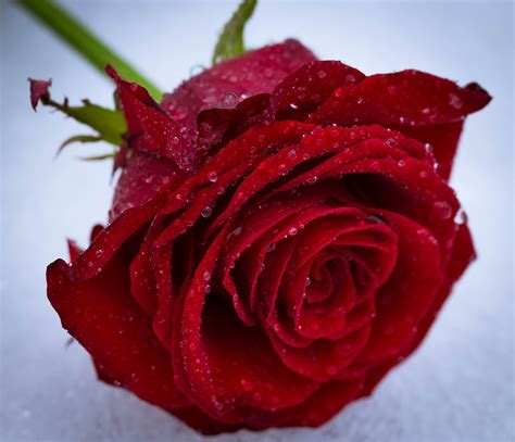 [Download] Rose Flower Images And Photos | Flower DP - GOODMORNINGIMAGESS - Whatsapp DP And ...