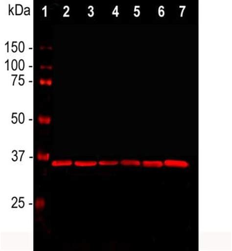 GAPDH Monoclonal Antibody (1D4) (MA1-16757)