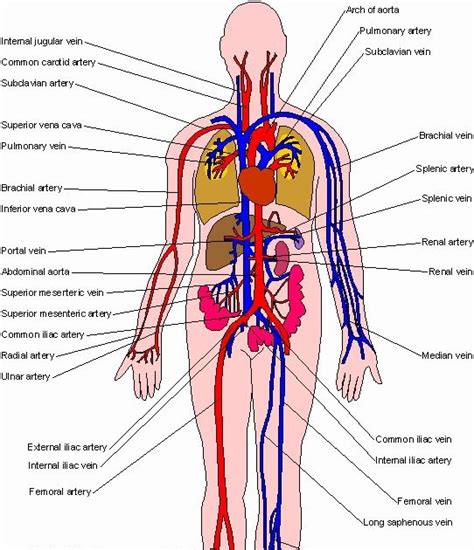 Major Blood Vessel Chart / 5 Major Coronary Arteries | KNOW UR HEART ...