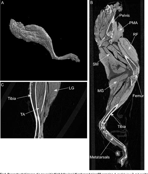 Figure 1 from Musculoskeletal Geometry, Muscle Architecture and ...