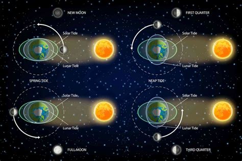 Curious Kids: How does the Moon, being so far away, affect the tides on ...