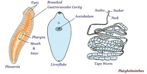 Examples Of Animalia Kingdom