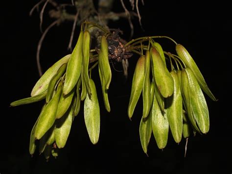 European ash (Fraxinus excelsior) seeds | Superdomain: Neomu… | Flickr