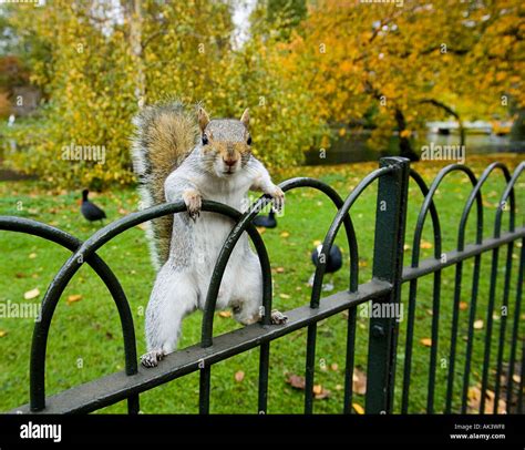 Grey Squirrel in St James Park London UK Stock Photo - Alamy