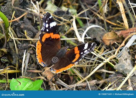 Red Admiral Butterfly stock image. Image of continental - 190871651