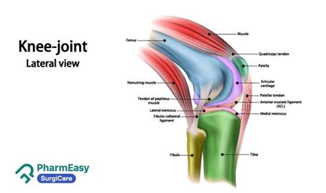 Tendons And Ligaments Diagram