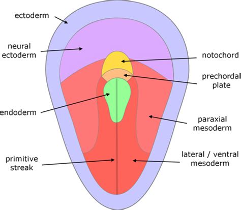 Comparison of the sources of embryonic germ layers in vertebrates