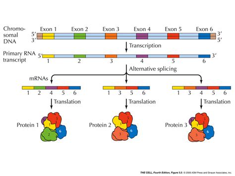 Sandwalk: The persistent myth of alternative splicing